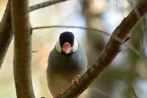 文鳥の飼い方では餌・水・温度管理が大事で特に保温が大事!!　