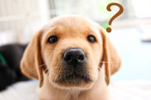 ラブラドールを飼うのは大変？飼う前に知るべきことや飼うには何が必要？　