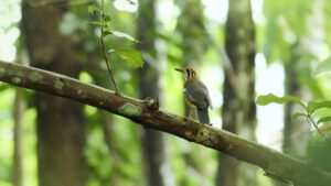 スマイリー(youtuber)の顔や年齢・本名などのwiki風プロフ。洗濯機の元ネタは？歌ってみた動画