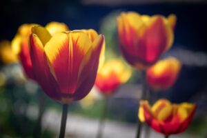 桜井のりおの顔写真やwiki風プロフィール！結婚はしている？天才や猫についても