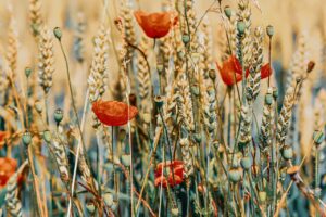 なかねかな(中根加奈)とは何者?結婚や血液型などのwiki風プロフ。ラファエルとの関係とは？