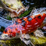 レイン・パターソンの前世(中の人)は?魔乃アロエ(でるたや)の転生やりりむとの関係は?グッズやボイスは?