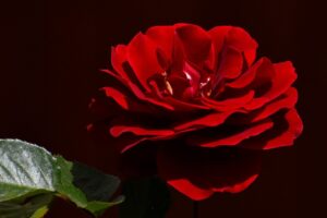 ルイ:川島塁(bmsg)の母親・父親は？身長や事務所などのプロフィール　元モデル活動も？インスタ画像は？