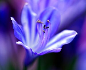 シクダイメンバーの顔や名前の プロフィール紹介！ グッズやライブについても紹介！