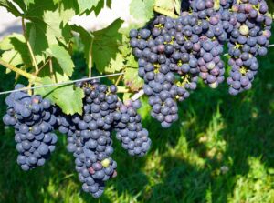 まひとくん(騎士A）の顔バレや誕生日は？津國ちゃんの関係は？あつ森やイラストやすとぷりも調査！