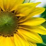 イカゲームはどこがおもしろい？カイジとどこが違う？【NETFLIX 1位】