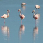 平成フラミンゴりんりんの誕生日やインスタや体重は?子供や活動中止や誹謗中傷についても調査!